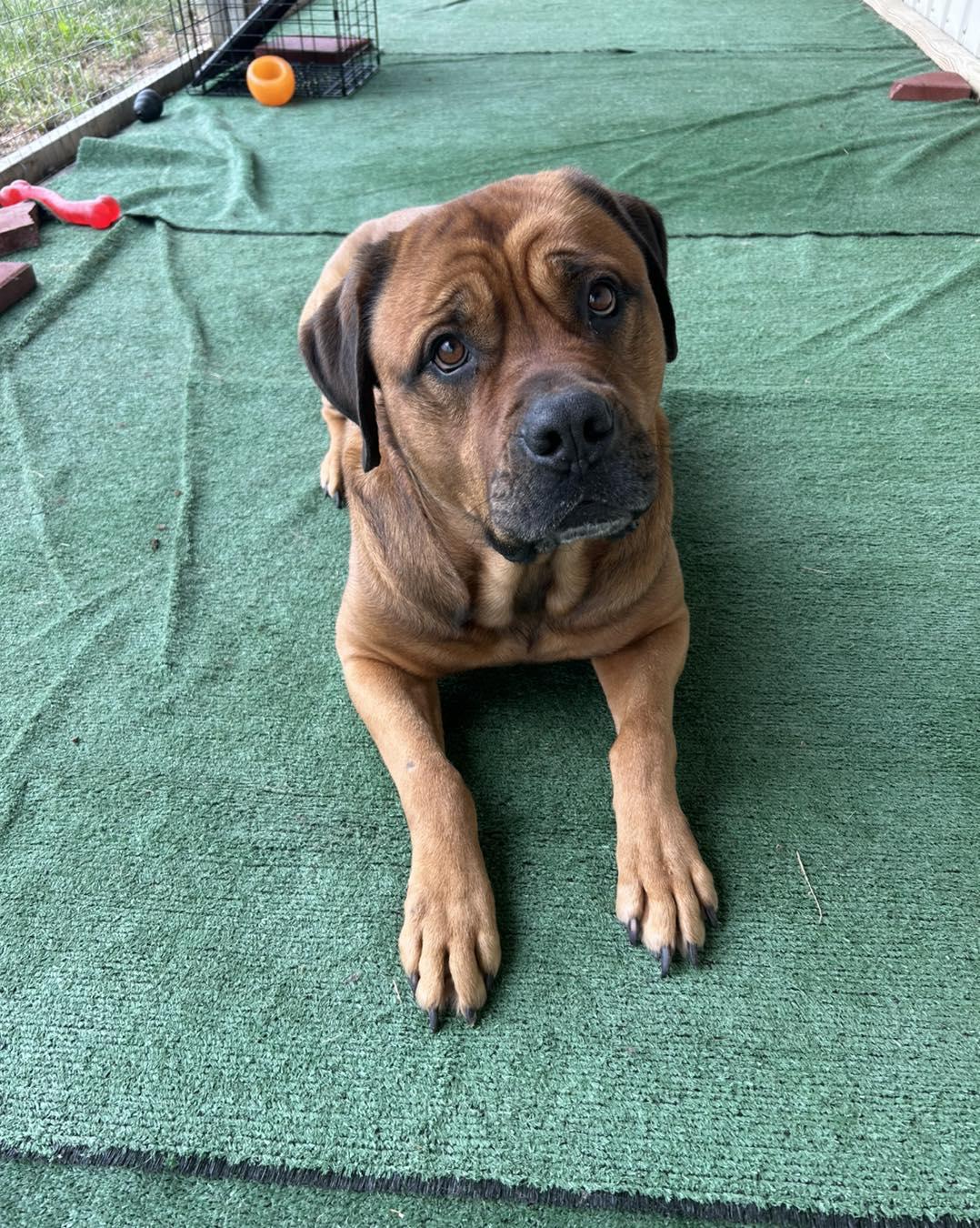 Duke (courtesy post)