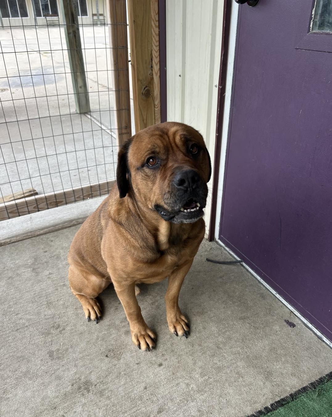 Duke (courtesy post)