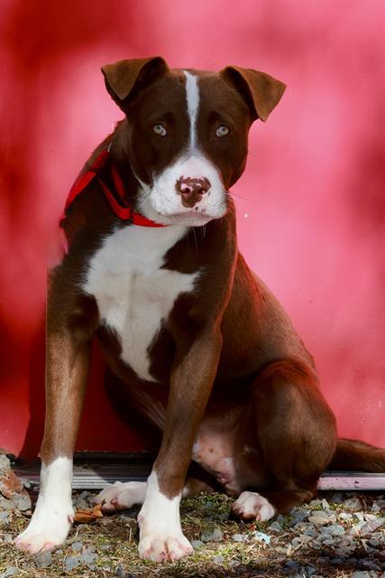 LOUIE, Adoptable, Young Male Labrador Retriever & Mixed Breed.