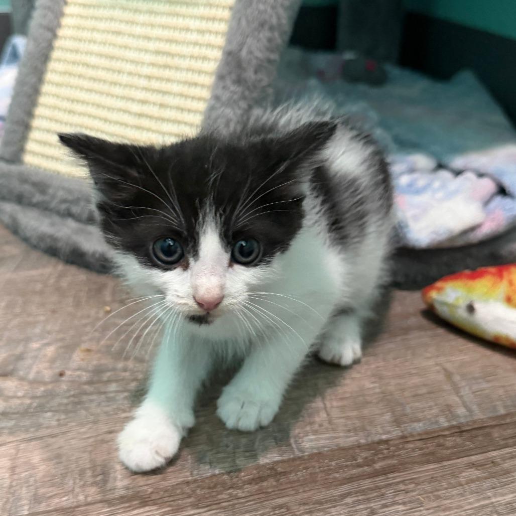 Cherokee, Adoptable, Kitten Male Domestic Short Hair.