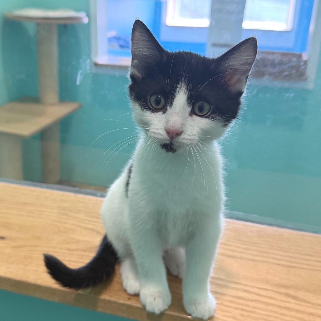 Cherokee, a Adoptable Domestic Short Hair in Marion, VA image 2/6