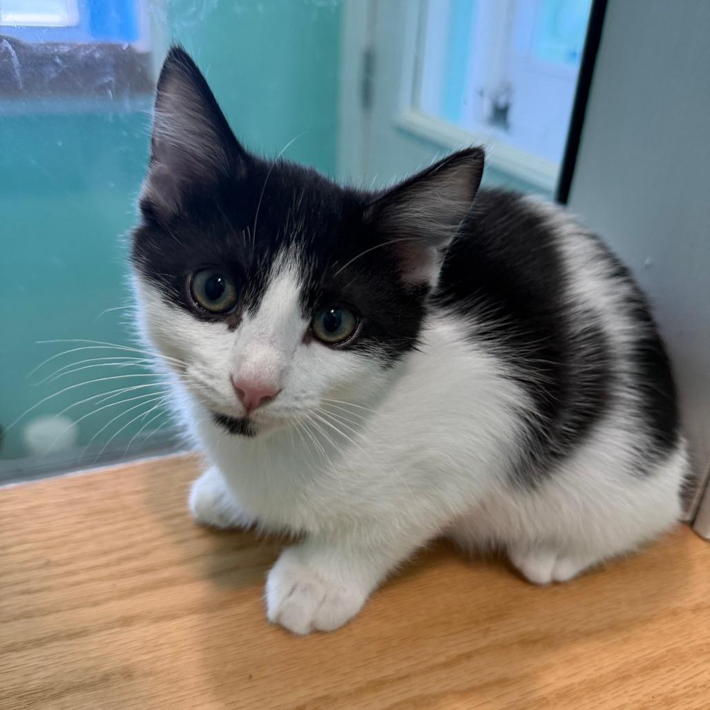 Cherokee, a Adoptable Domestic Short Hair in Marion, VA image 3/6