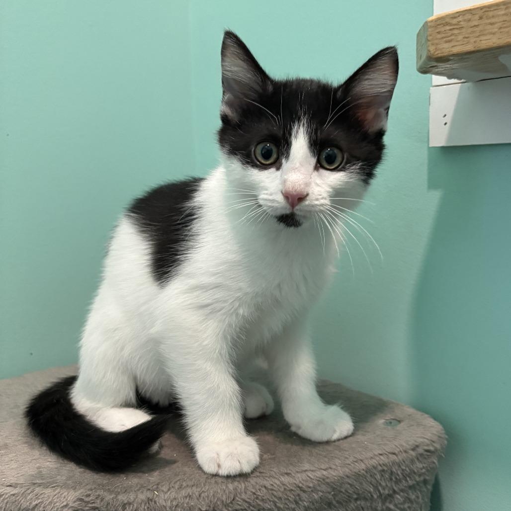 Cherokee, a Adoptable Domestic Short Hair in Marion, VA image 4/6