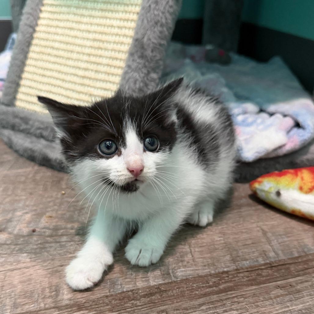 Cherokee, a Adoptable Domestic Short Hair in Marion, VA image 5/6