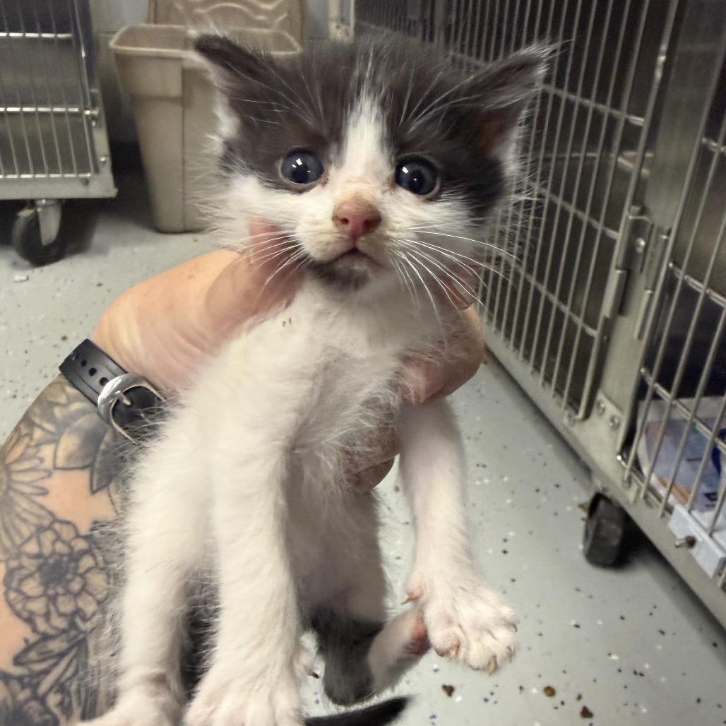 Cherokee, a Adoptable Domestic Short Hair in Marion, VA image 6/6