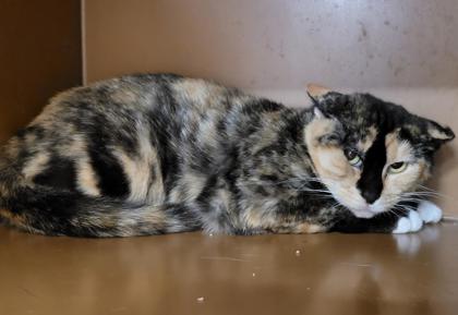 Maybell, a Adoptable Domestic Short Hair in Hamilton, NJ image 1/2