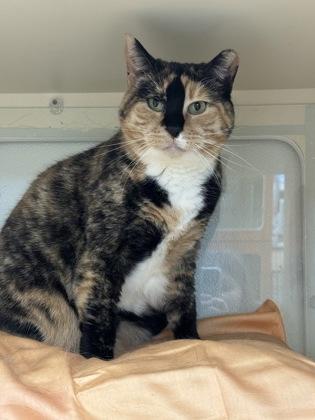 Enlarge Maybell, a Adoptable Domestic Short Hair in Hamilton, NJ image 1/1