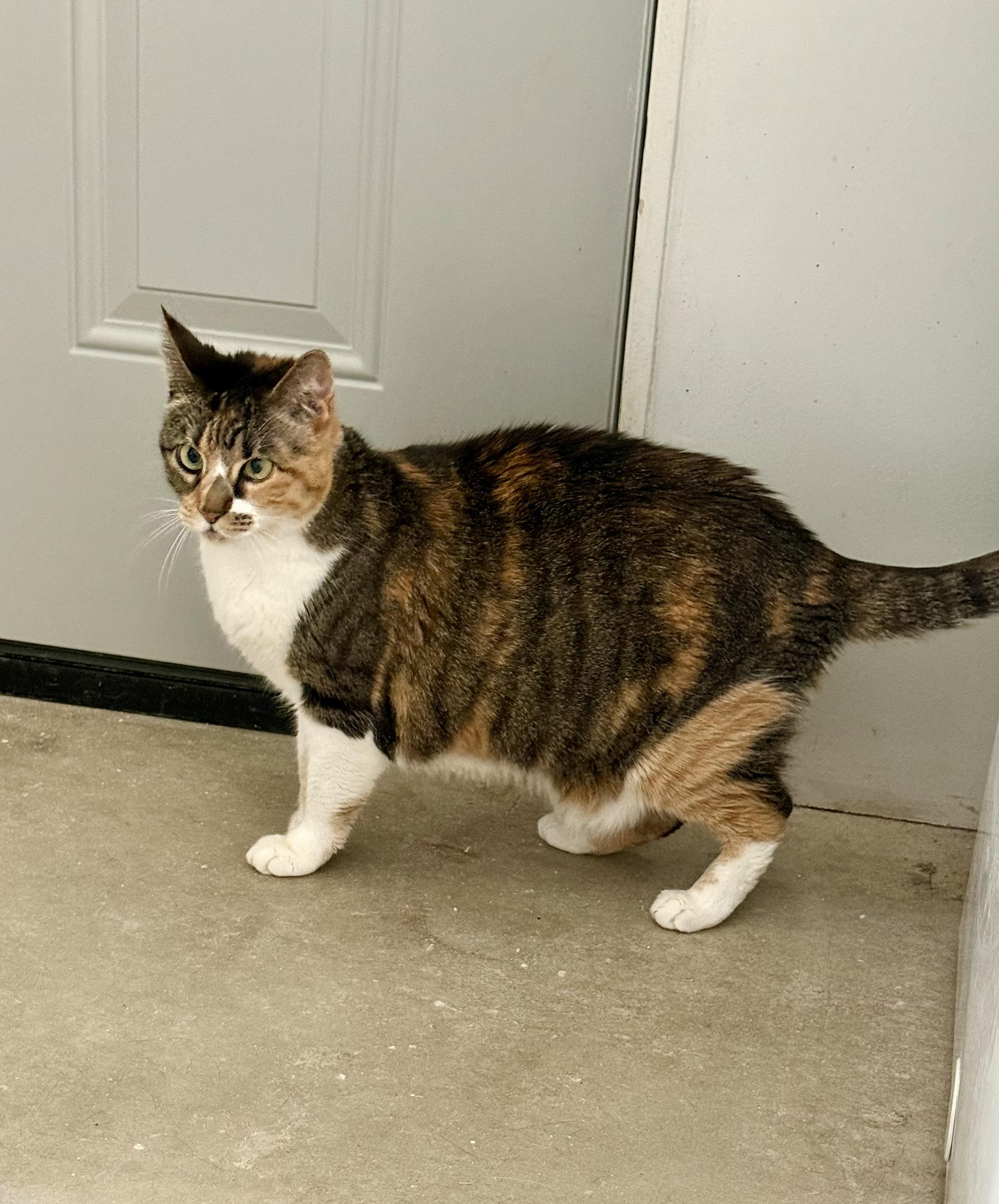 Reba, Adopted, Adult Female Domestic Short Hair.
