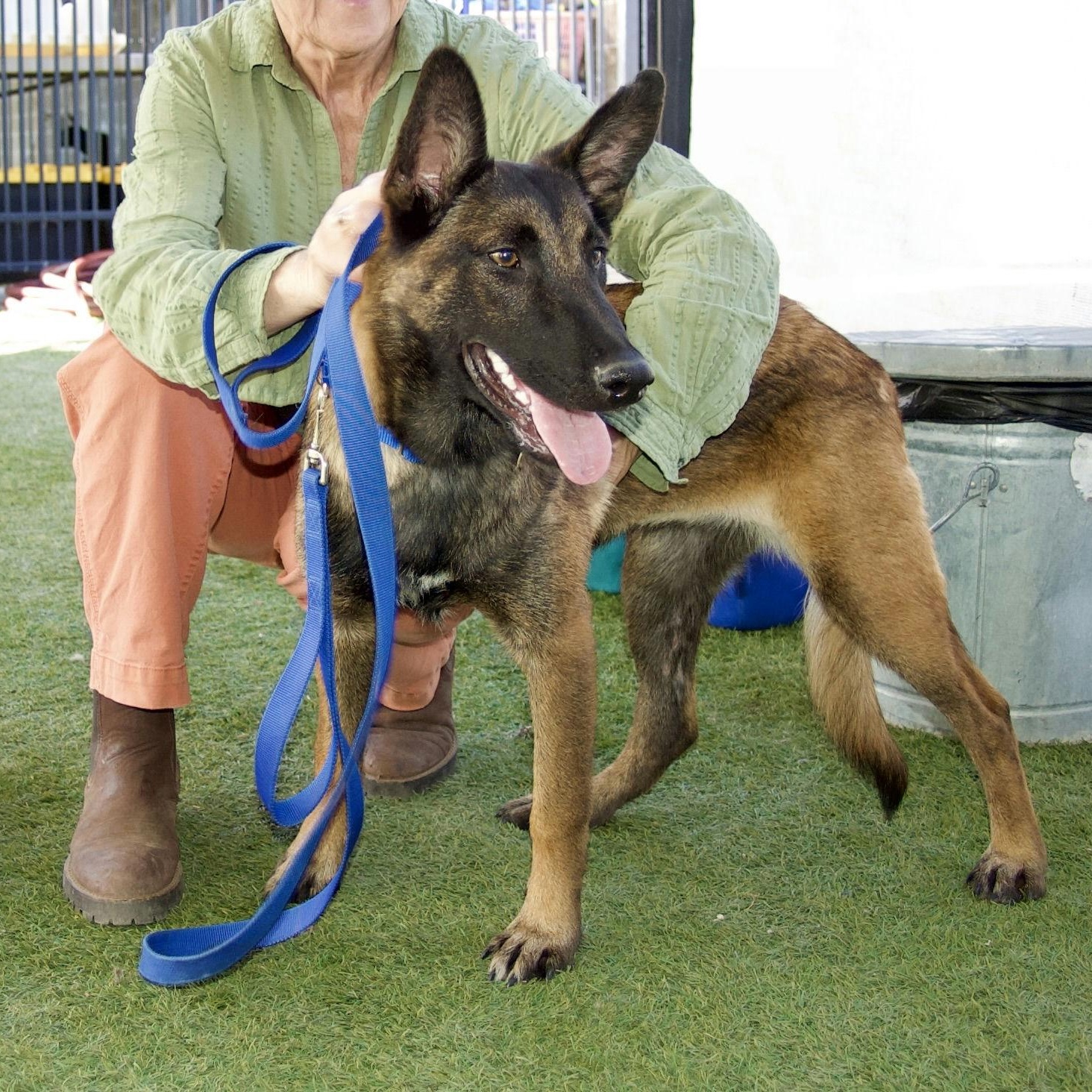 Adopt Bellatrix