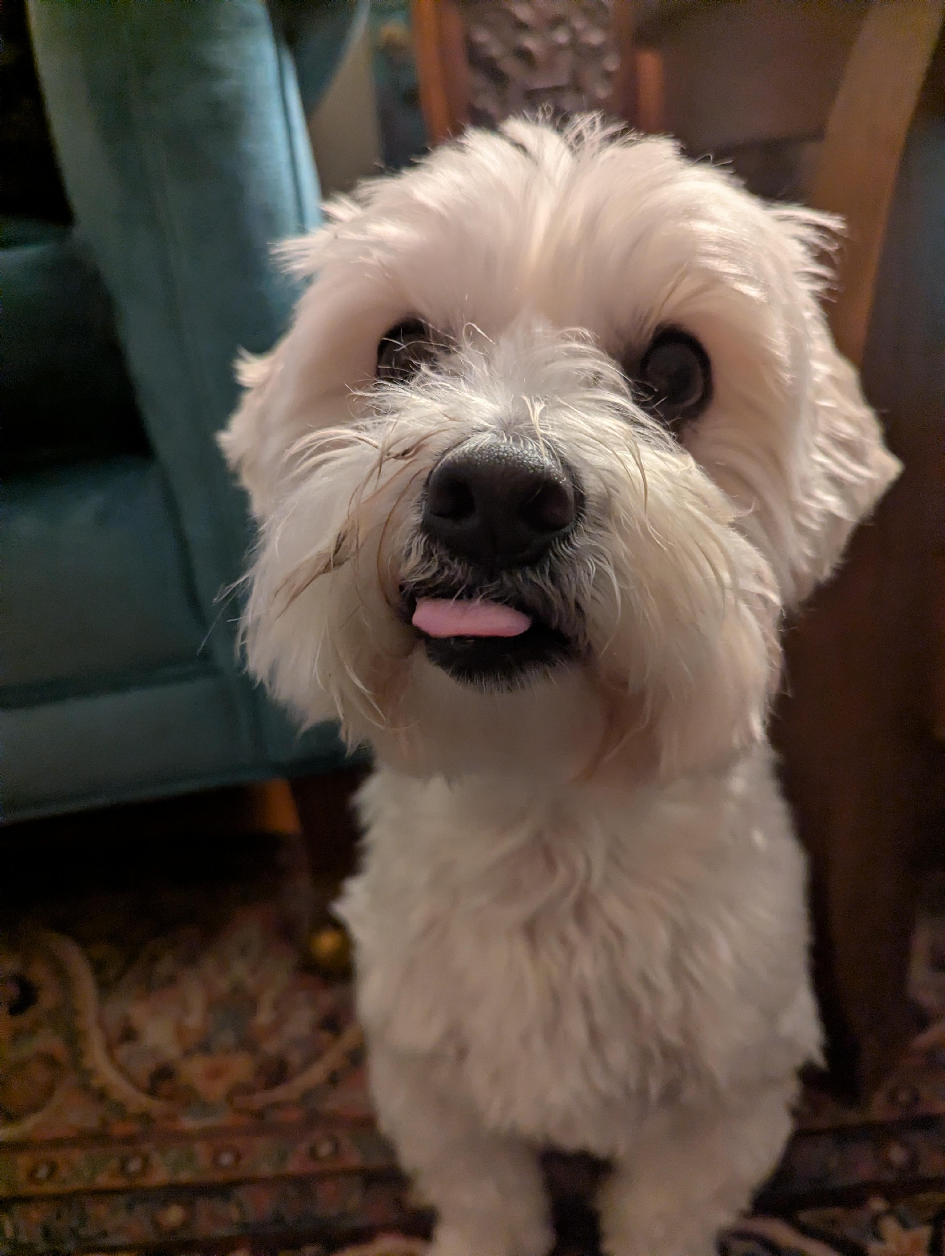 Enlarge Zippy, a ADOPTABLE Bichon Frise in Carlsbad, CA image 2/3