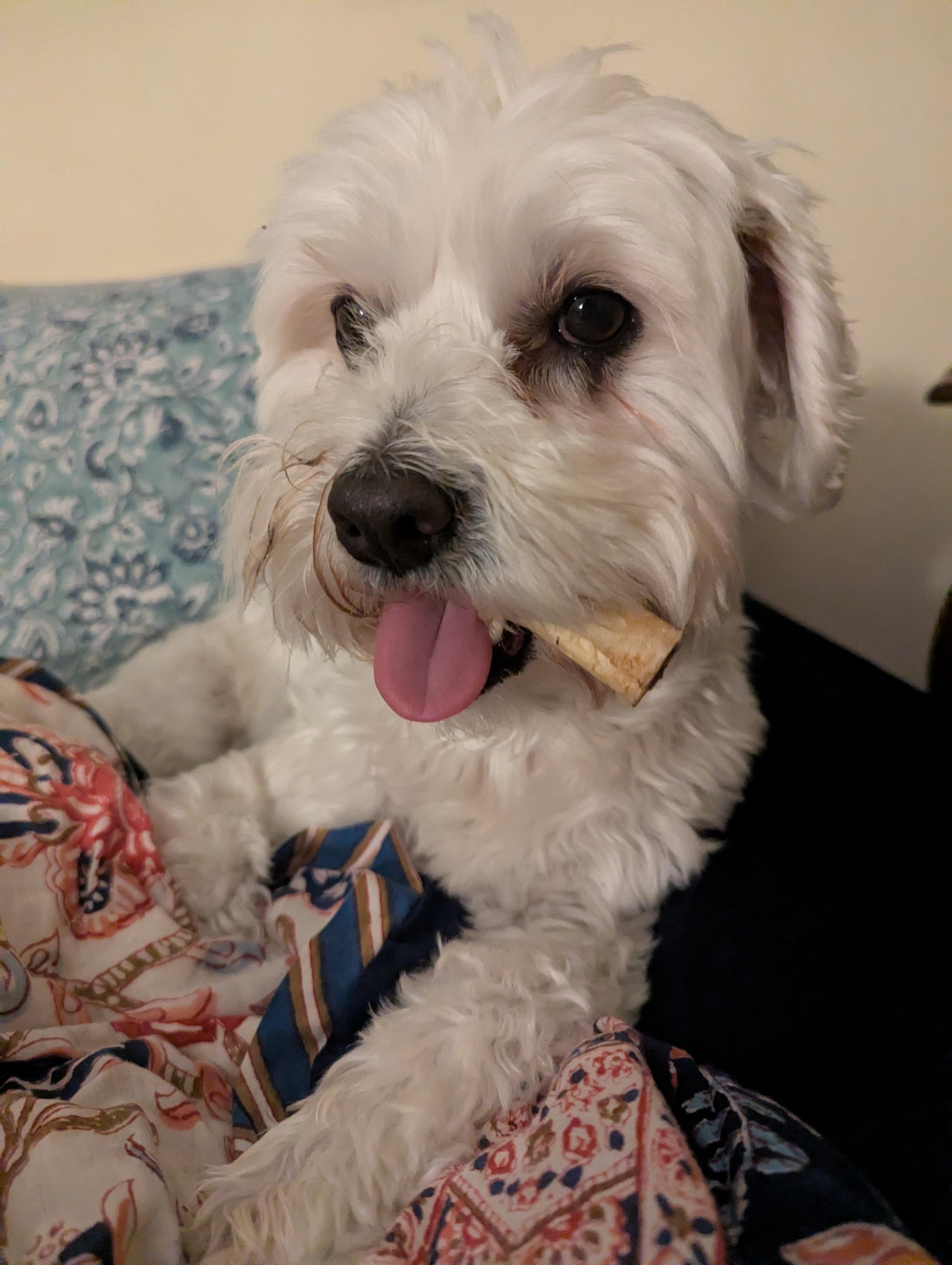 Enlarge Zippy, a ADOPTABLE Bichon Frise in Carlsbad, CA image 3/3