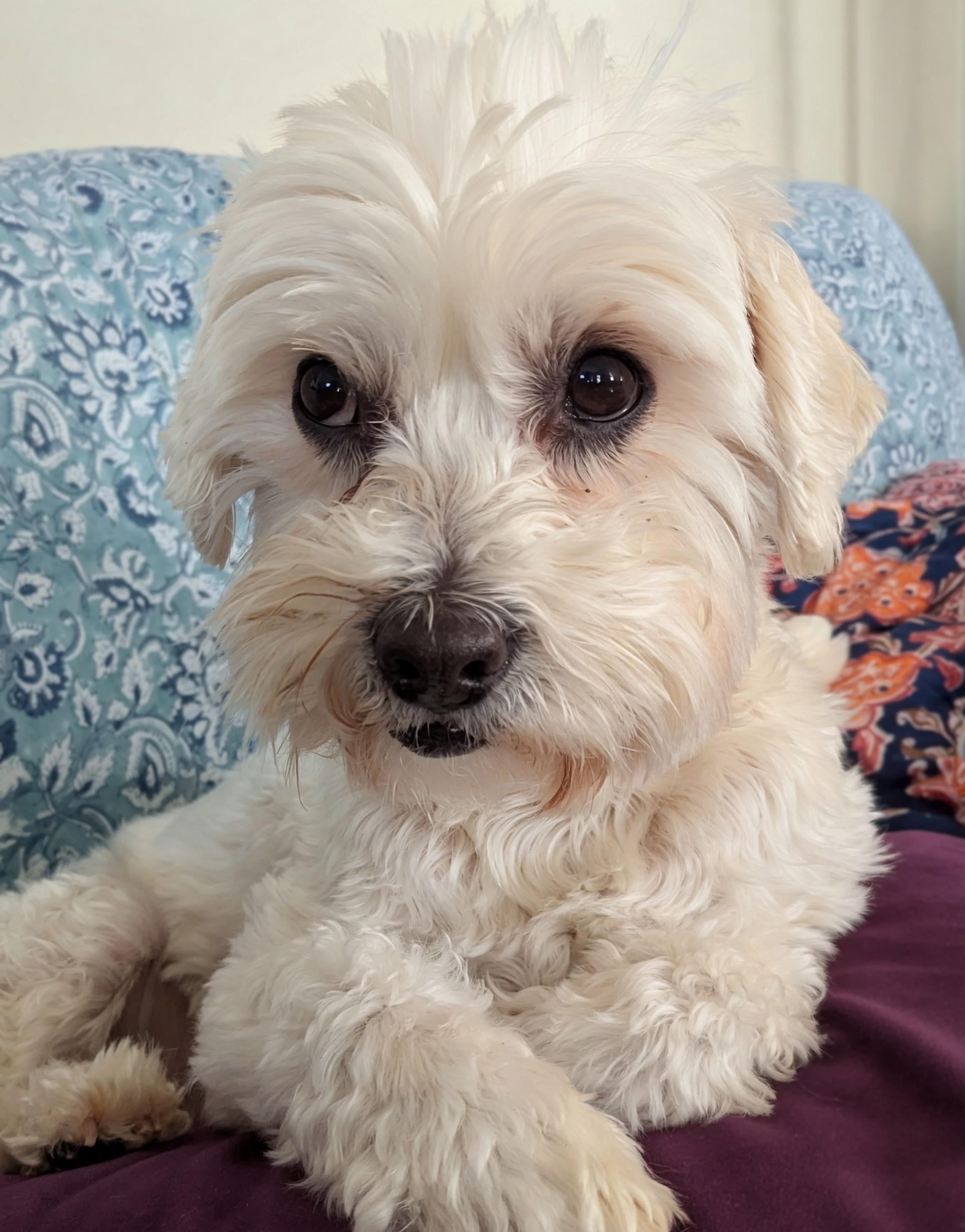 Enlarge Zippy, a ADOPTABLE Bichon Frise in Carlsbad, CA image 1/3
