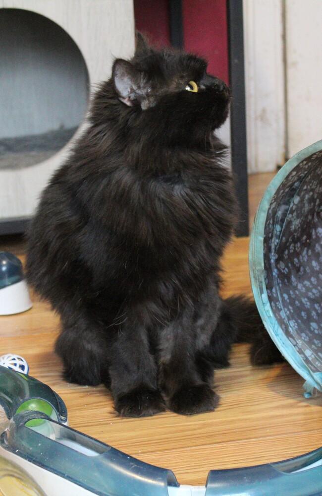 Enlarge Chocolate, a Adoptable Persian in WOLCOTT, CT image 1/6