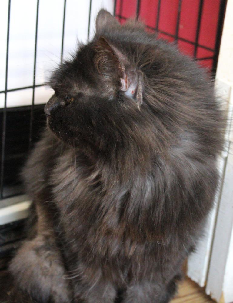 Enlarge Chocolate, a Adoptable Persian in WOLCOTT, CT image 2/6
