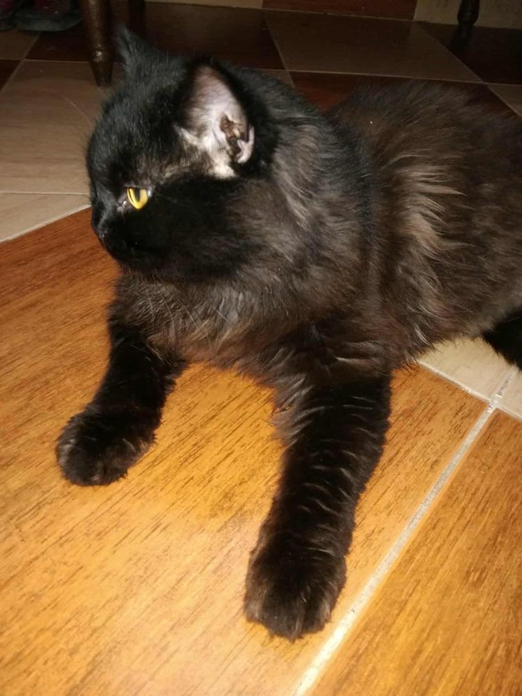 Enlarge Chocolate, a Adoptable Persian in WOLCOTT, CT image 3/6