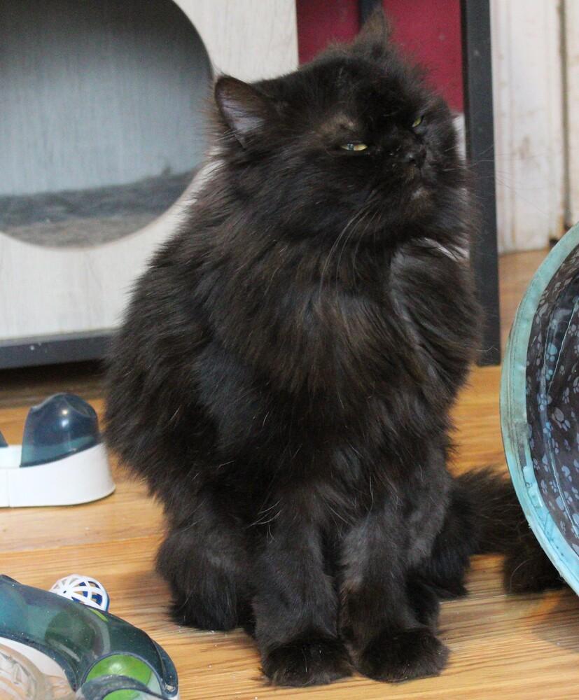 Enlarge Chocolate, a Adoptable Persian in WOLCOTT, CT image 4/6
