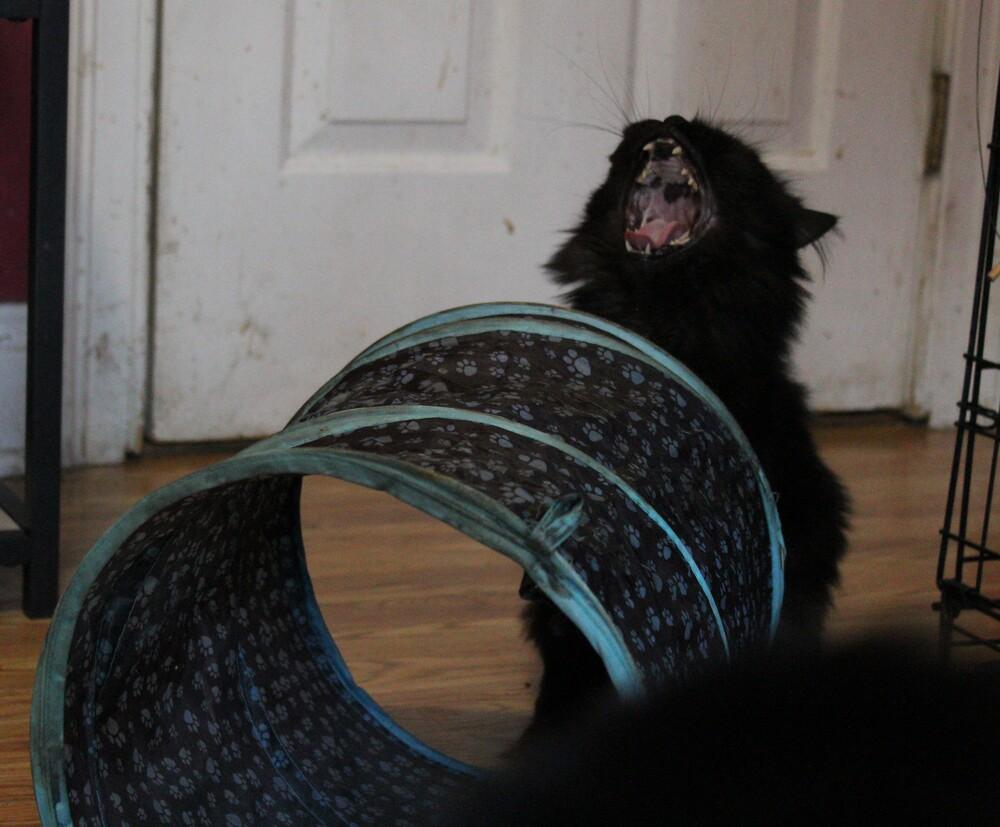 Enlarge Chocolate, a Adoptable Persian in WOLCOTT, CT image 5/6