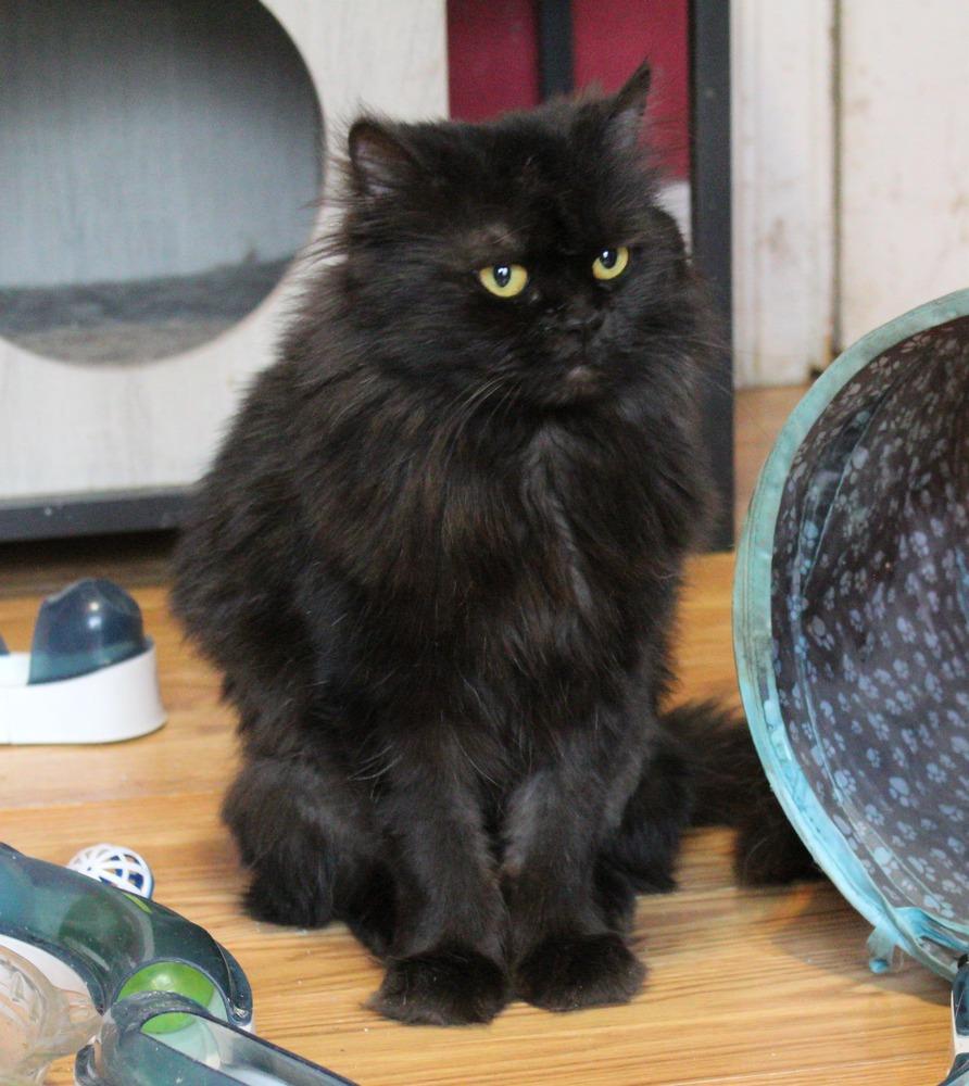 Enlarge Chocolate, a Adoptable Persian in WOLCOTT, CT image 6/6