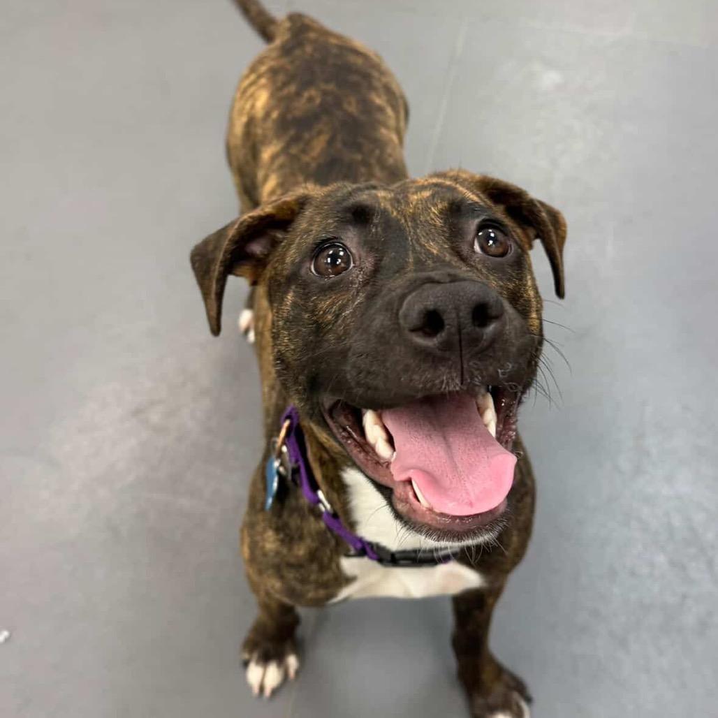 Acorn, a Adoptable Mixed Breed image 1/6