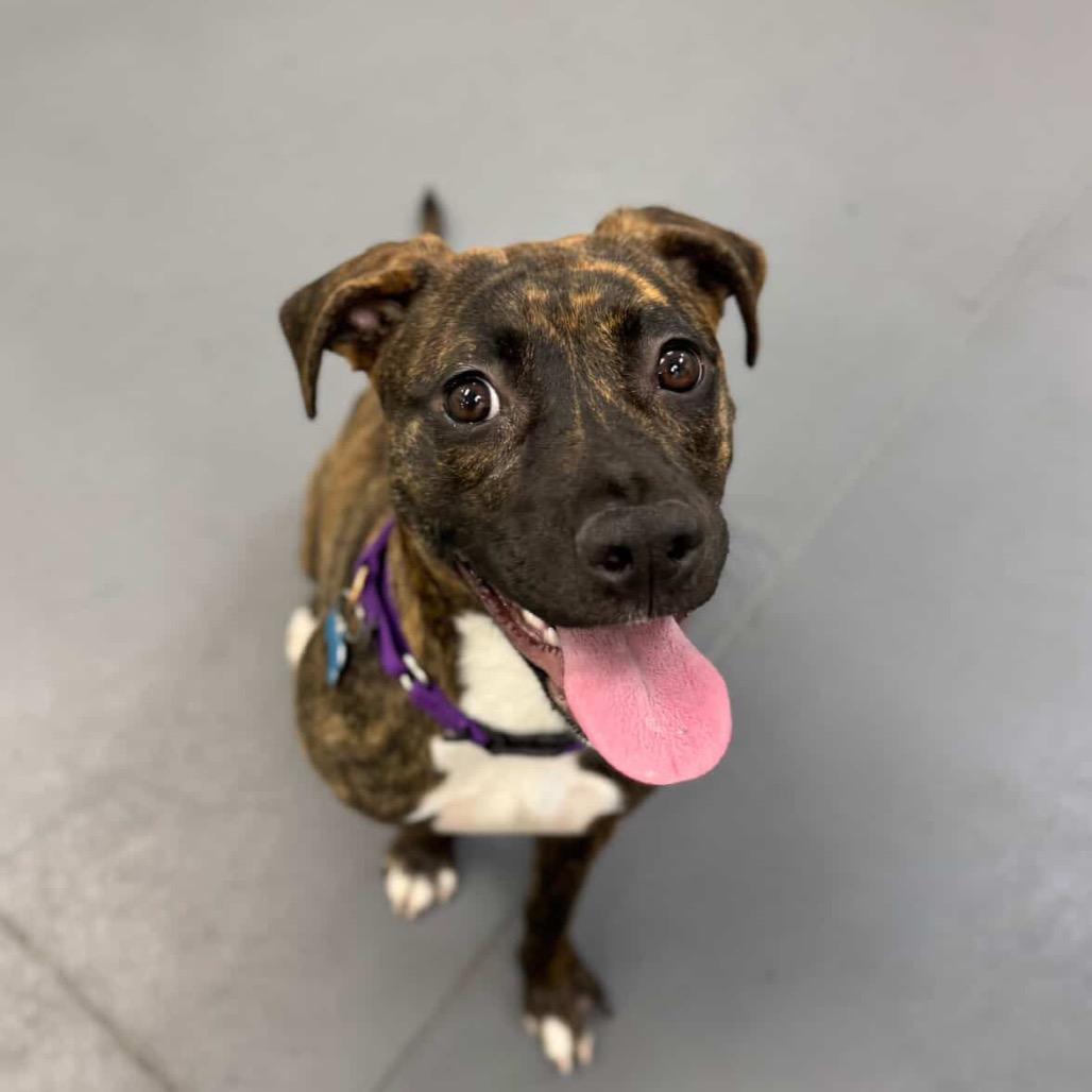 Acorn, a Adoptable Mixed Breed image 2/6