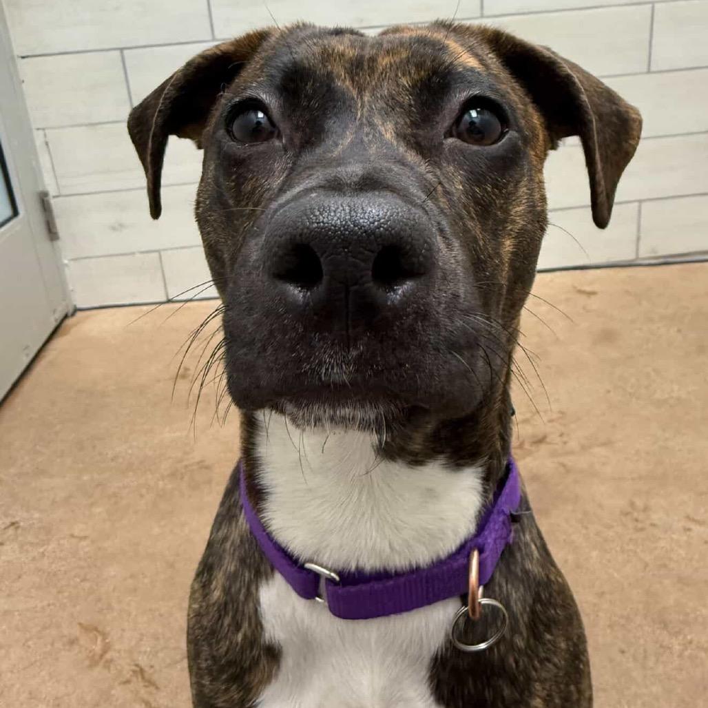 Acorn, a Adoptable Mixed Breed in Chicago, IL image 4/6