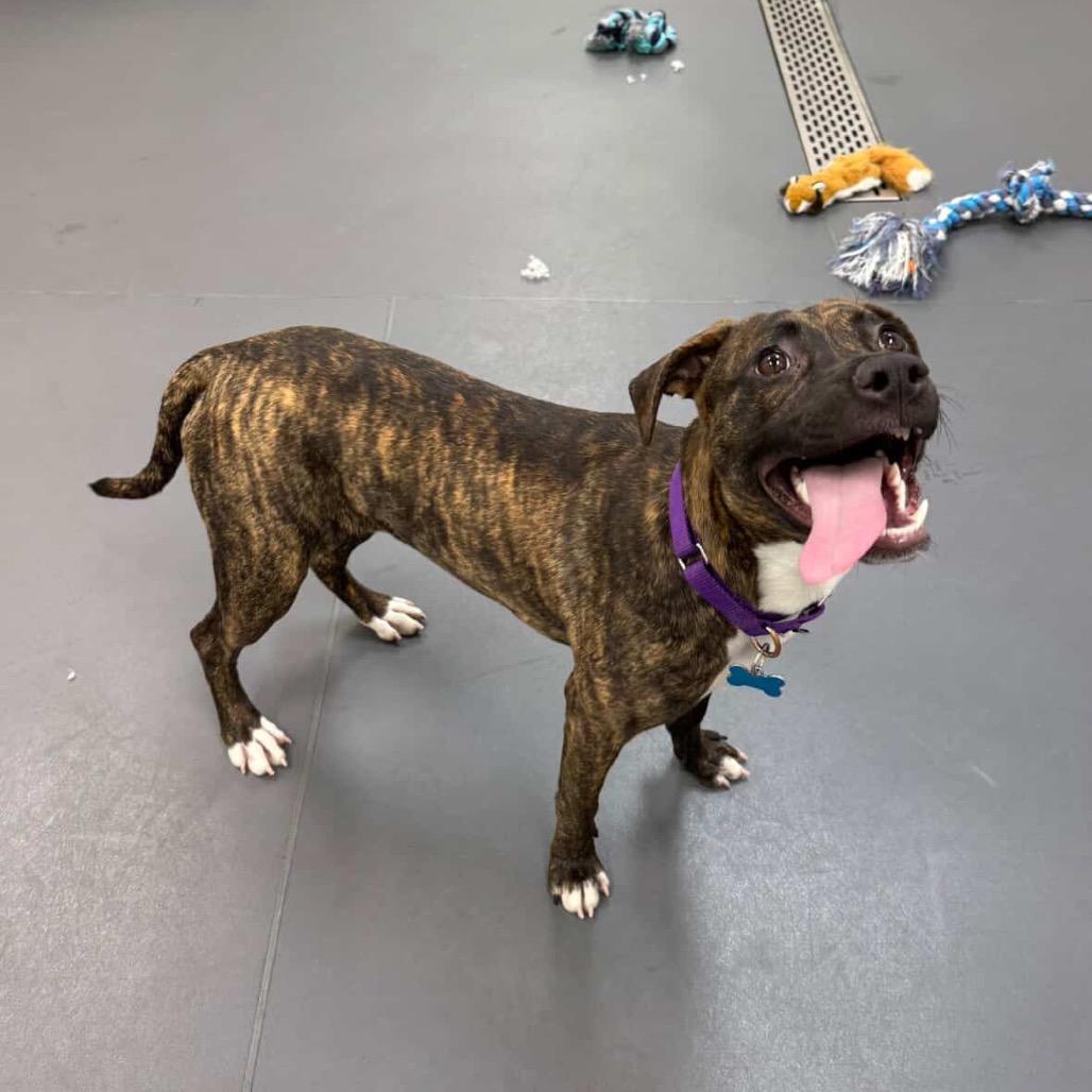 Acorn, a Adoptable Mixed Breed image 3/6