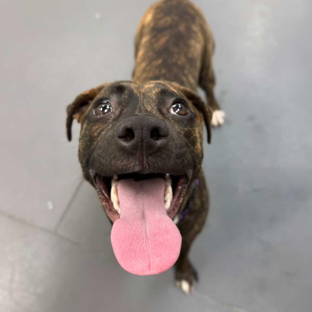 Acorn, a Adoptable Mixed Breed image 4/6