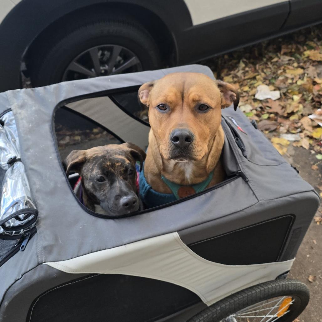 Acorn, a Adoptable Mixed Breed in Chicago, IL image 5/6