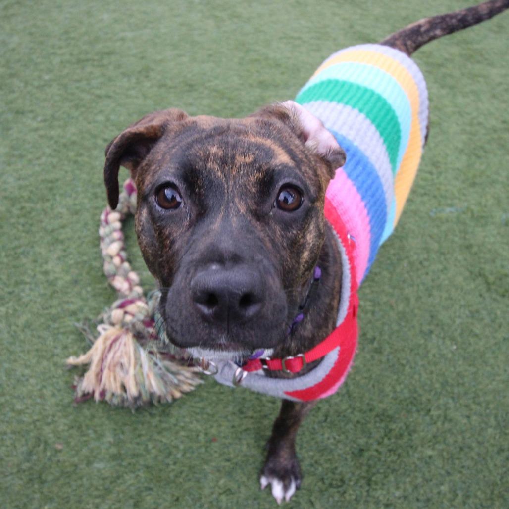 Acorn, a Adoptable Mixed Breed image 5/6