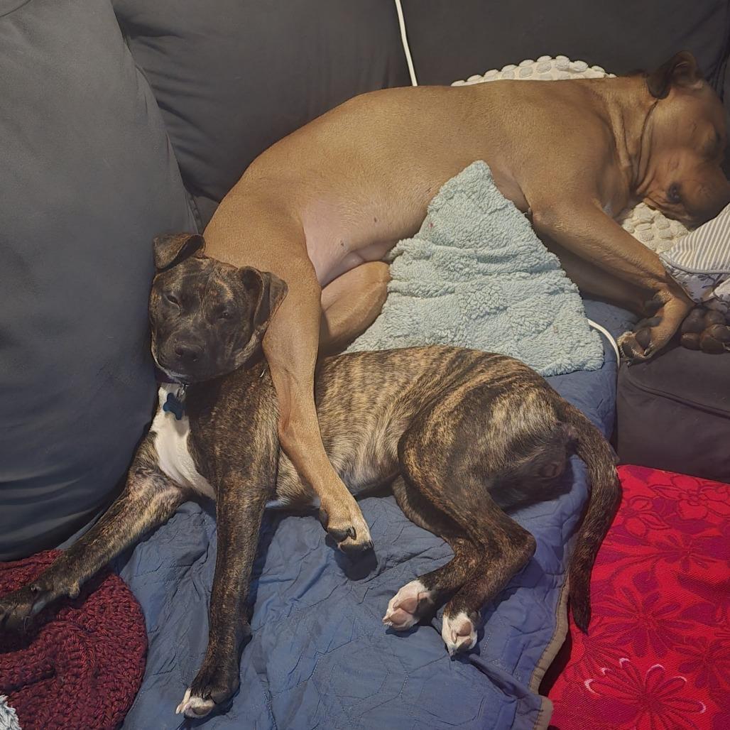 Acorn, a Adoptable Mixed Breed image 6/6