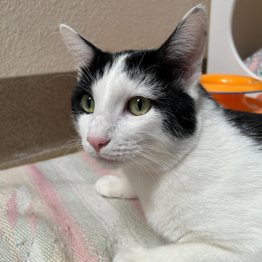 Hank, Adoptable, Adult Male Domestic Short Hair.