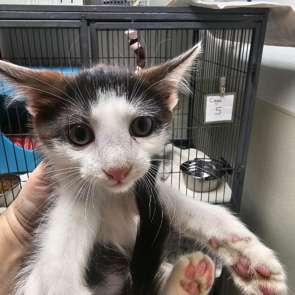 Catalina, Adoptable, Kitten Female Domestic Short Hair.