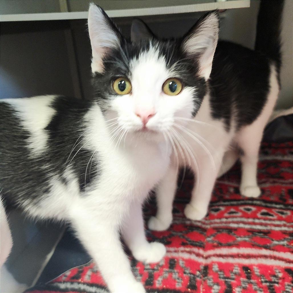 Enlarge Catalina, a Adoptable Domestic Short Hair in Columbus, NC image 2/4