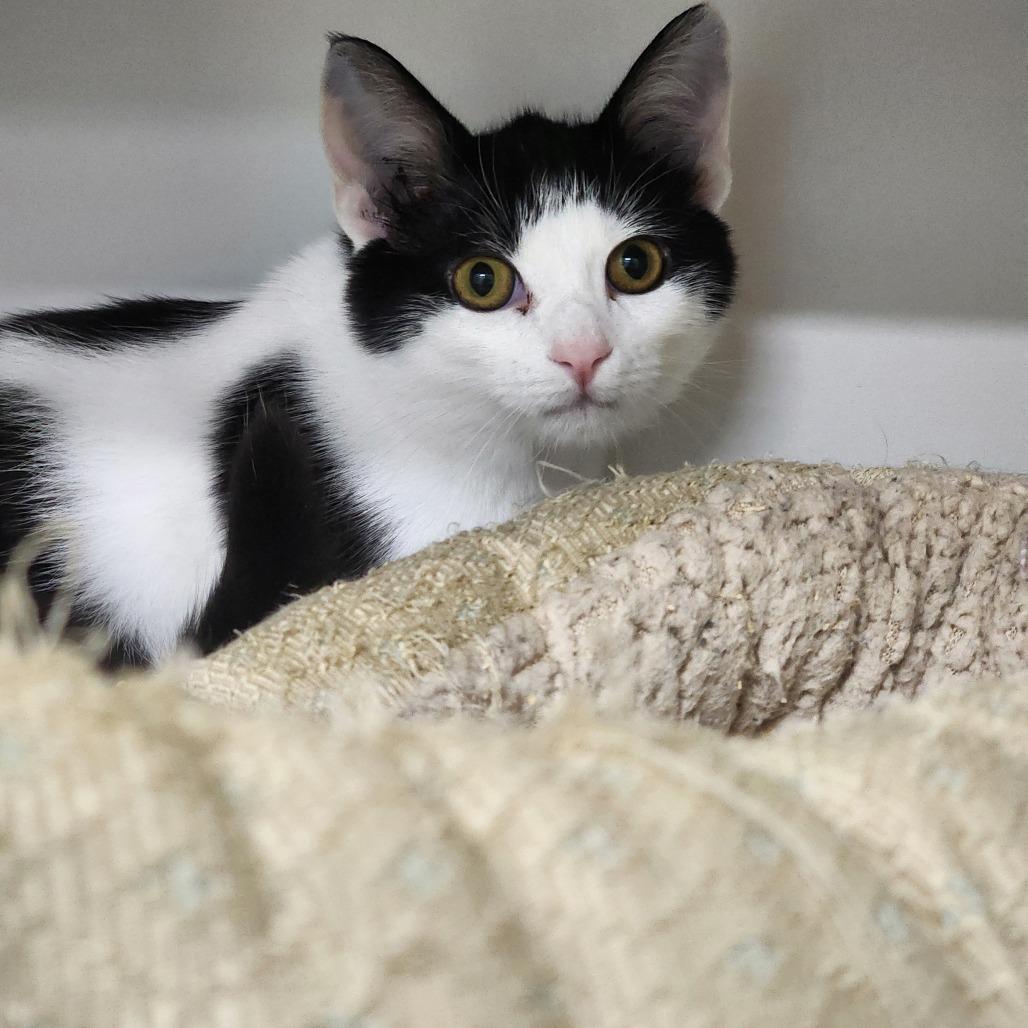 Enlarge Catalina, a Adoptable Domestic Short Hair in Columbus, NC image 3/4