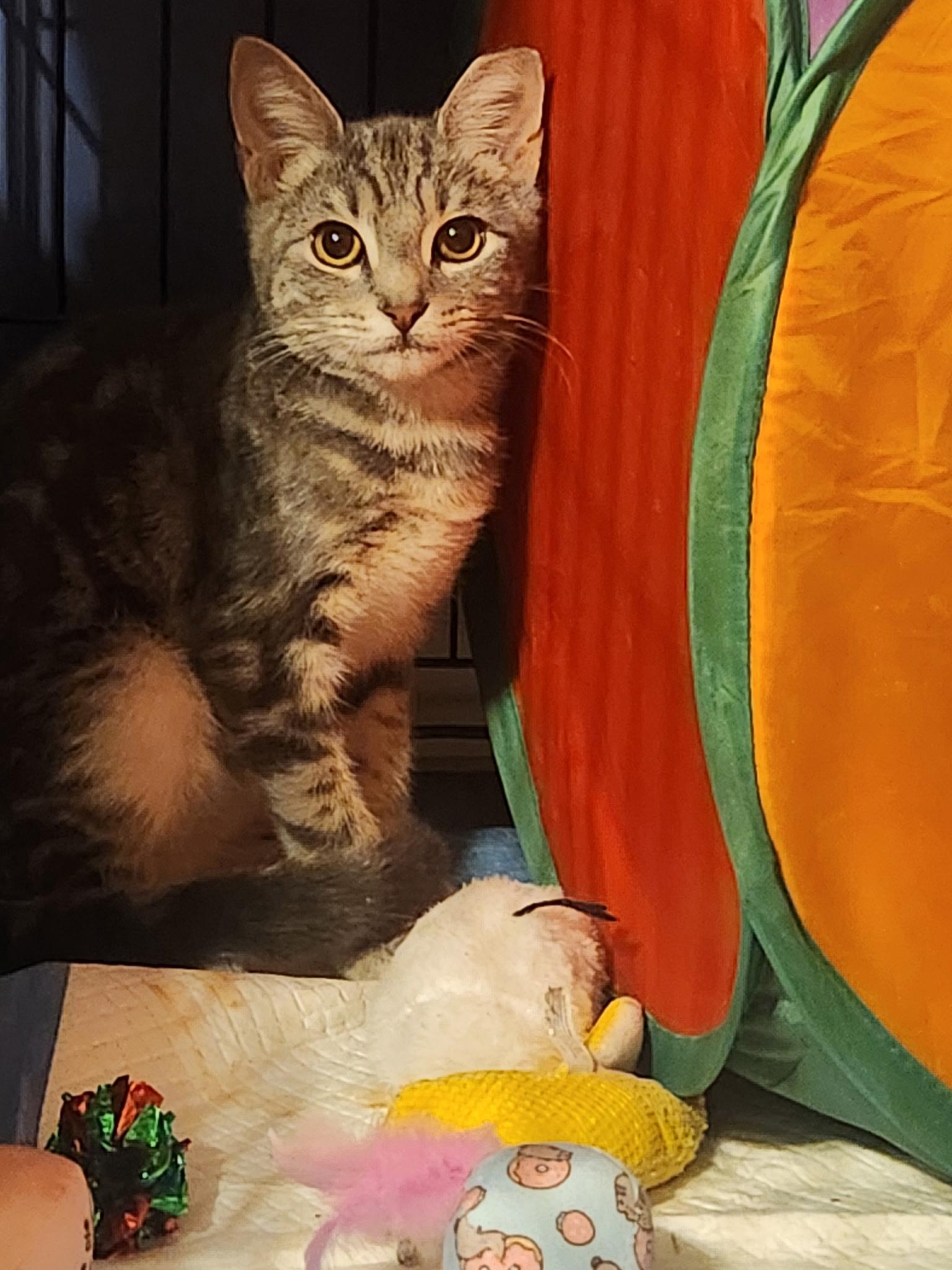 Enlarge Koda, a Adoptable Domestic Short Hair in Hazlet, NJ image 1/3