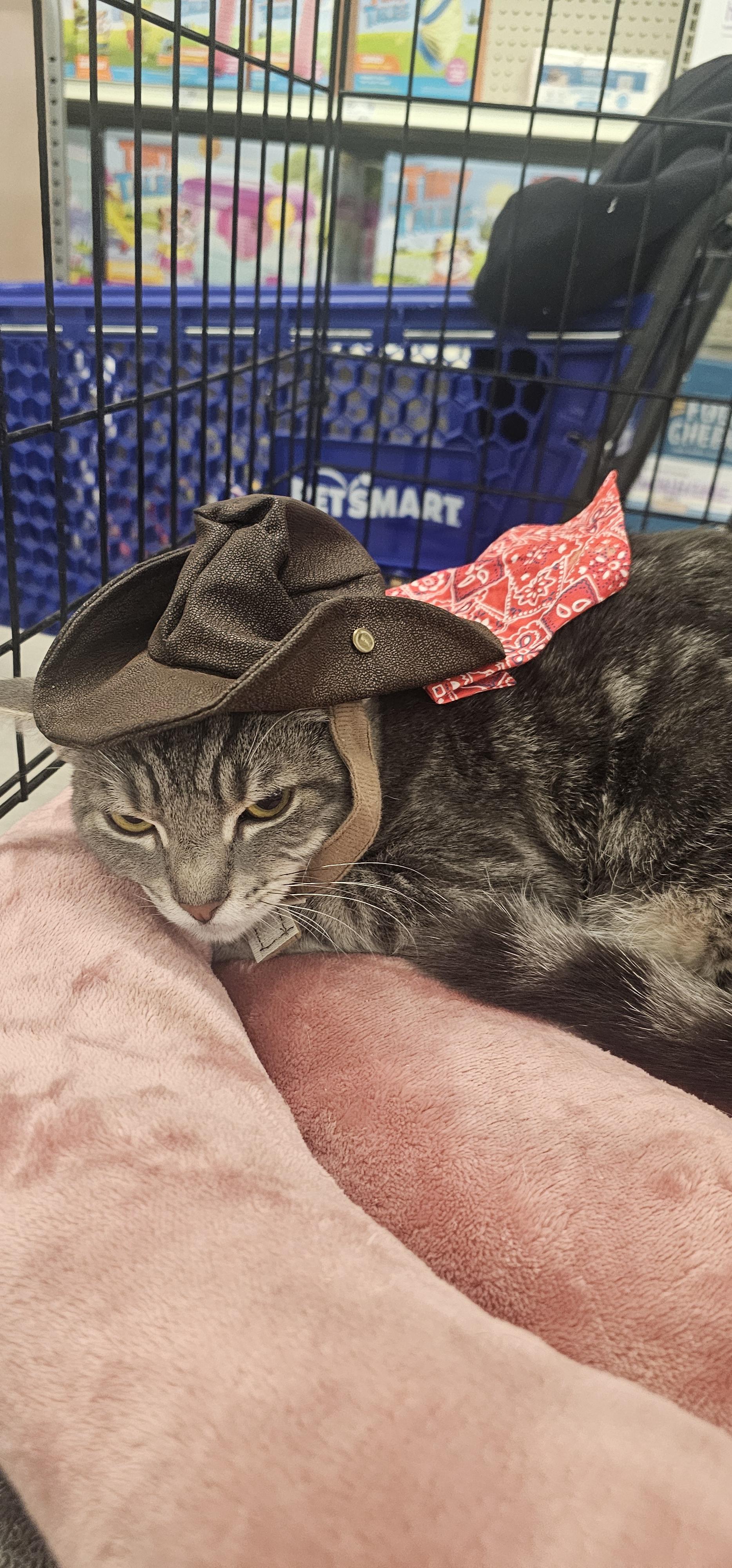 Enlarge Koda, a Adoptable Domestic Short Hair in Hazlet, NJ image 2/3