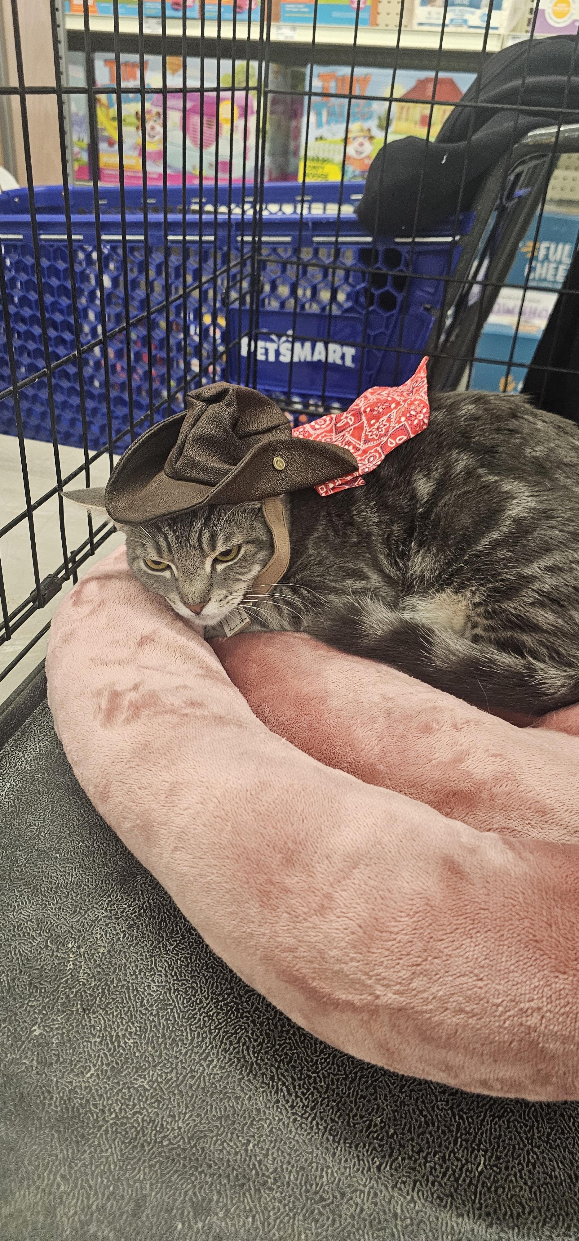 Enlarge Koda, a Adoptable Domestic Short Hair in Hazlet, NJ image 3/3