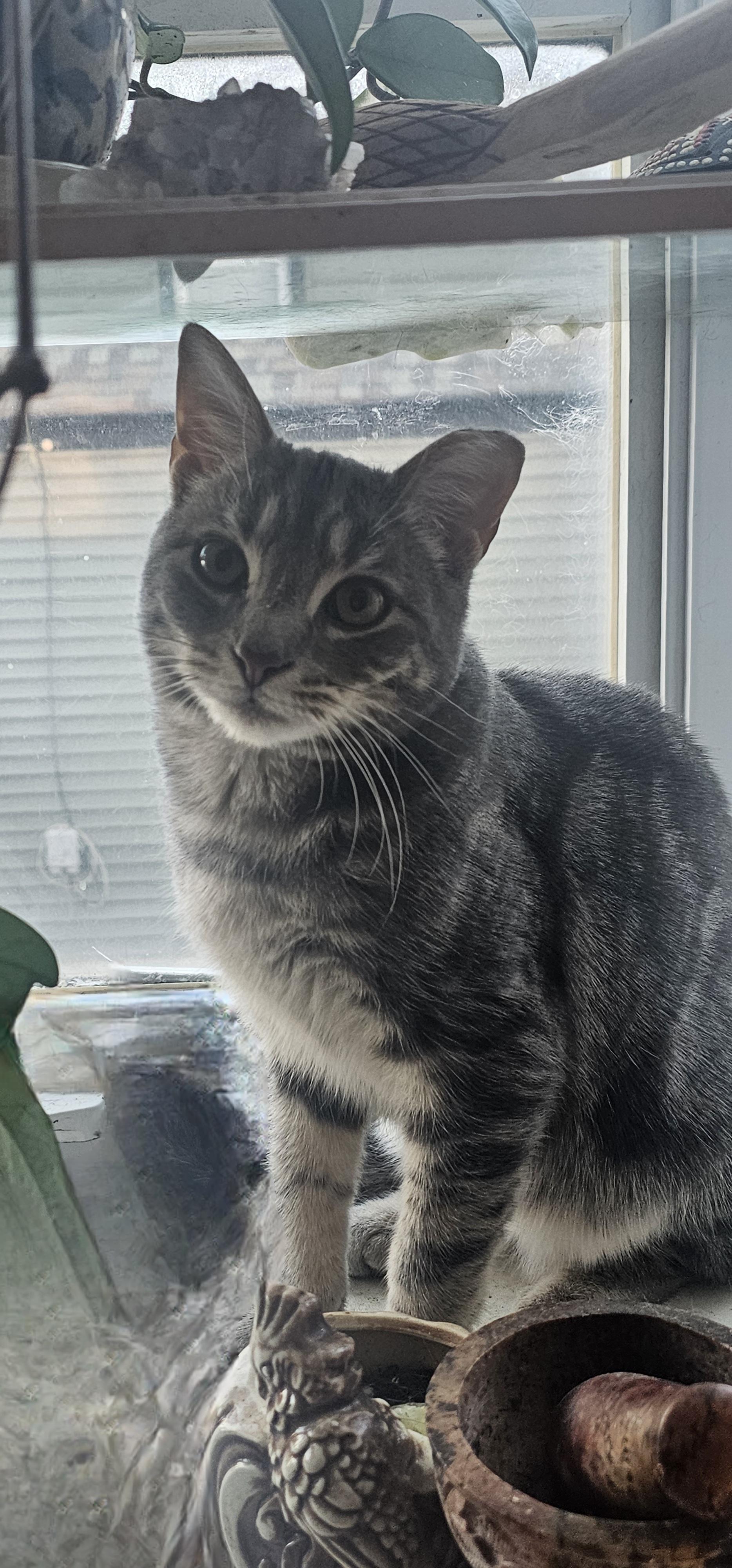 Koda, Adoptable, Young Male Domestic Short Hair.