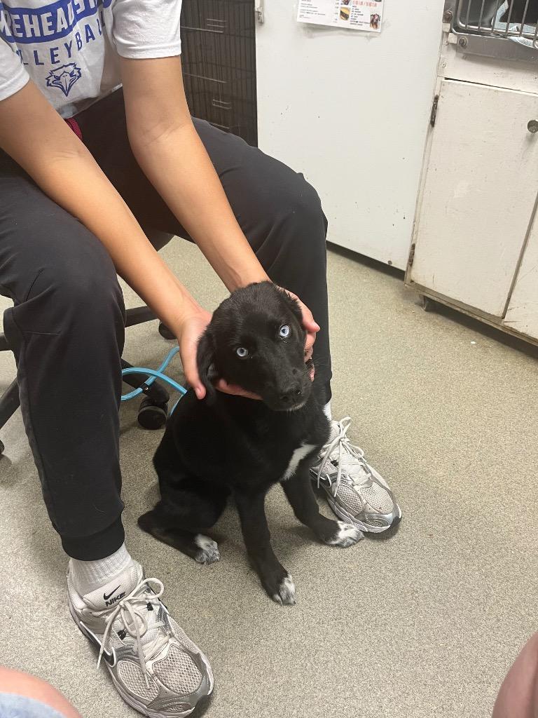 Enlarge Caroline, a Adoptable mixed breed in Hopkinsville, KY image 1/1
