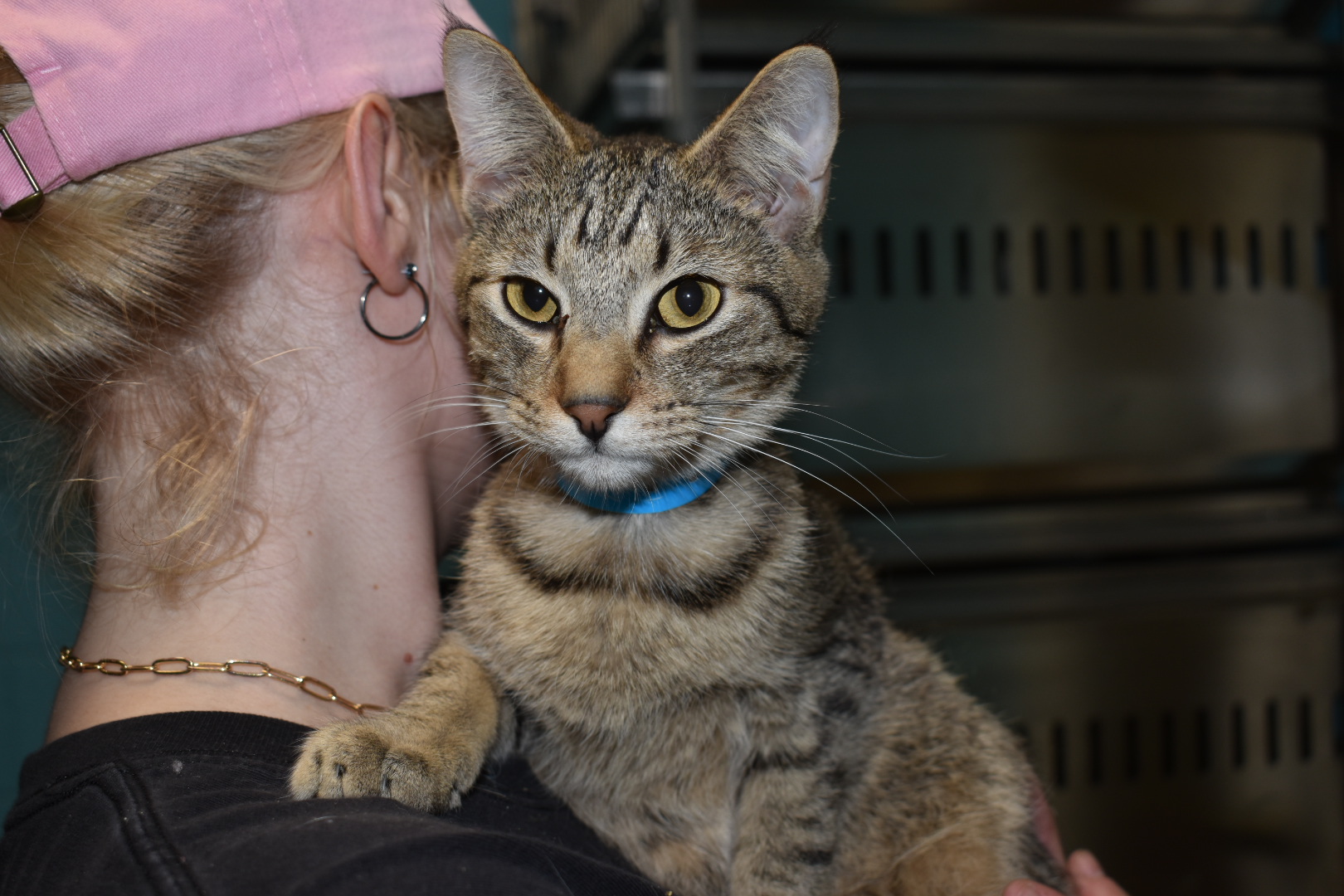 Peeta, a Adoptable Domestic Short Hair in Milledgeville, GA image 1/4