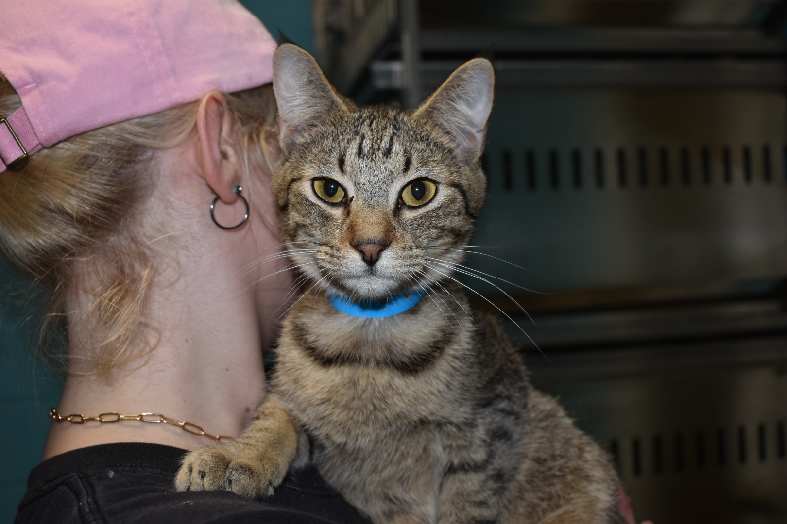 Peeta, a Adoptable Domestic Short Hair in Milledgeville, GA image 2/4