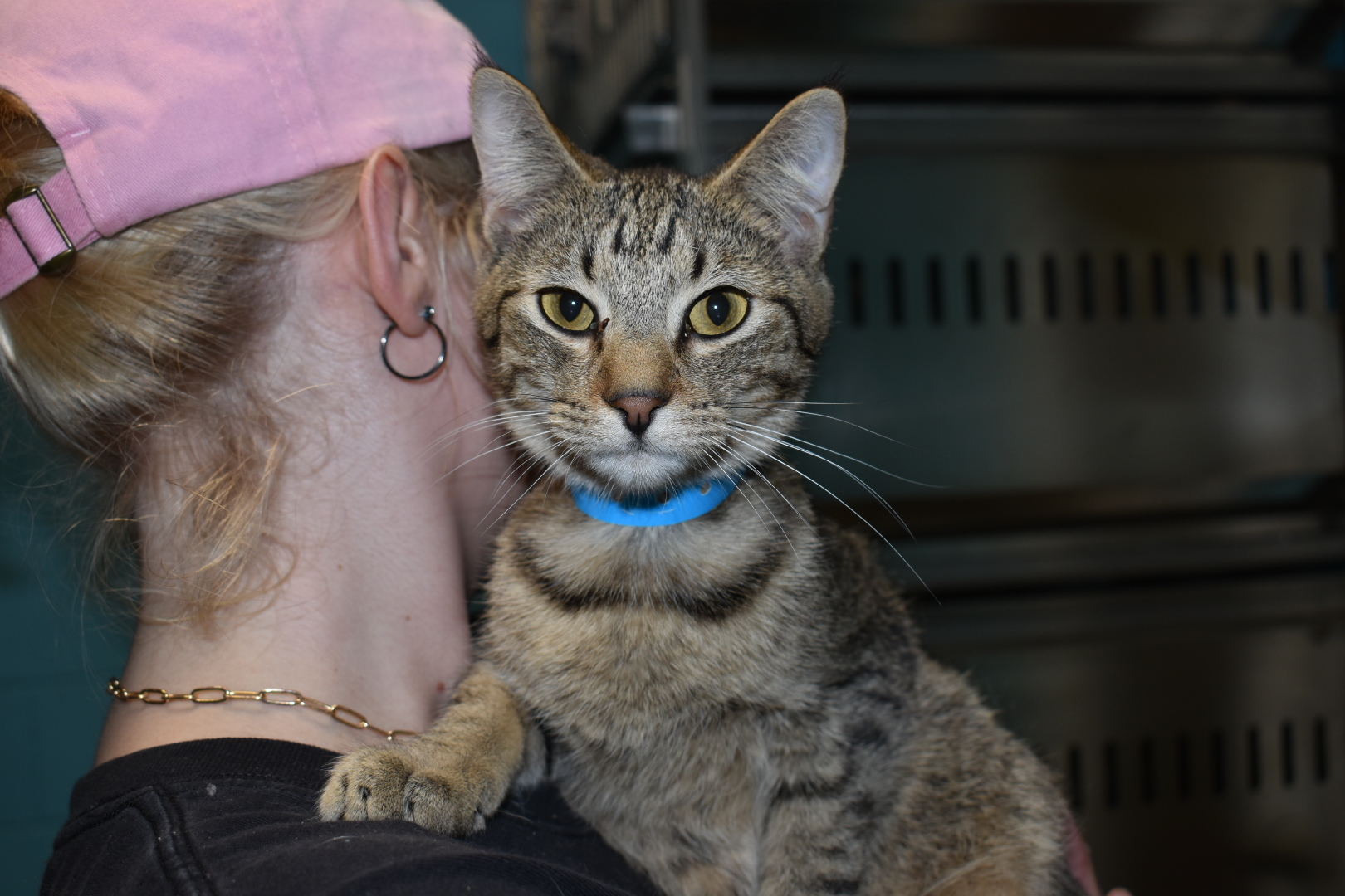 Peeta, a Adoptable Domestic Short Hair in Milledgeville, GA image 3/4