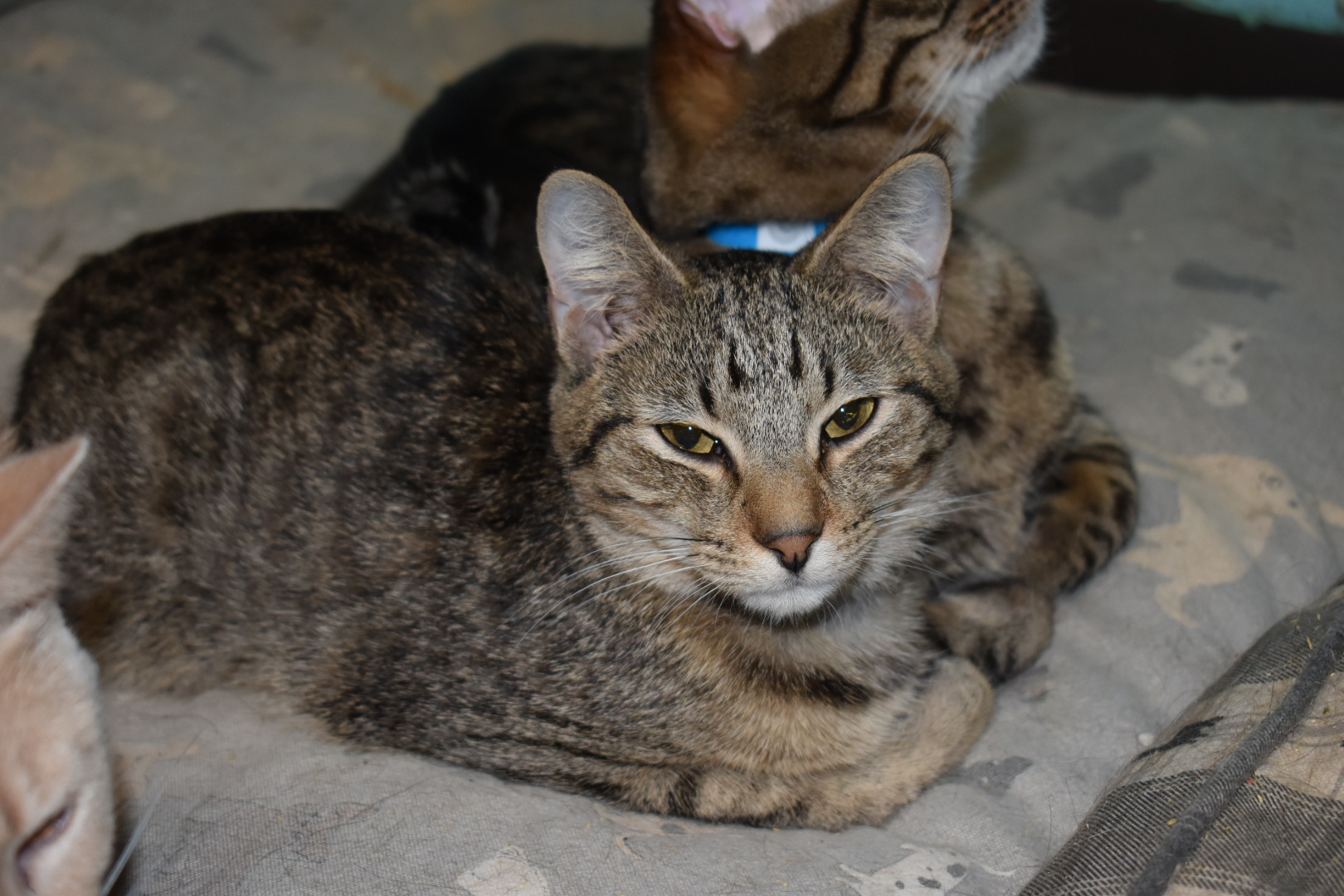 Peeta, a Adoptable Domestic Short Hair in Milledgeville, GA image 4/4