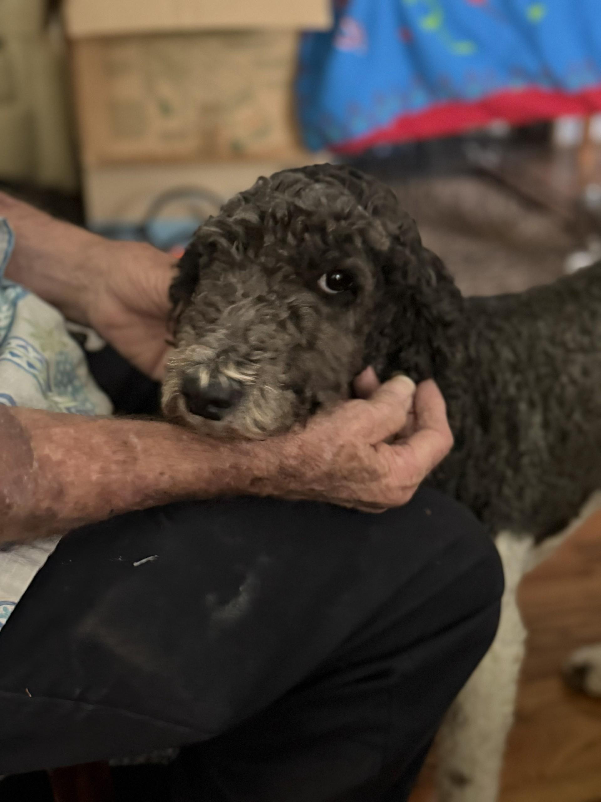 Enlarge Hank and Heidi, a ADOPTABLE Poodle in Colleyville, TX image 6/6
