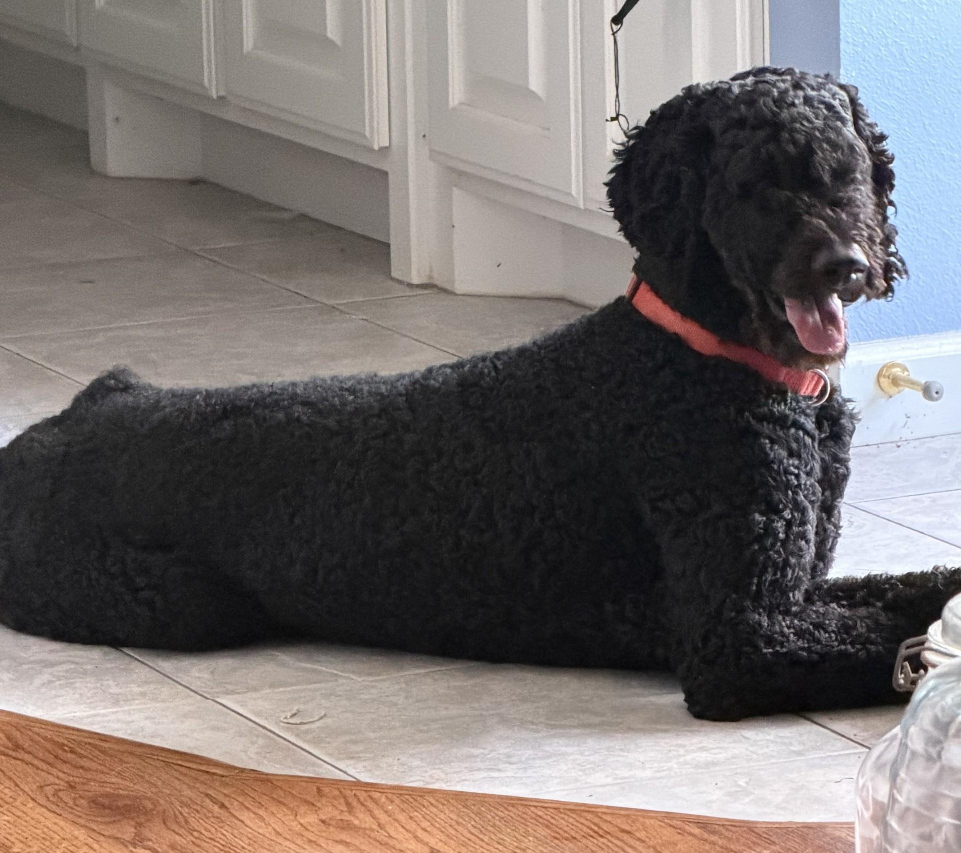 Enlarge Hank and Heidi, a ADOPTABLE Poodle in Colleyville, TX image 5/6