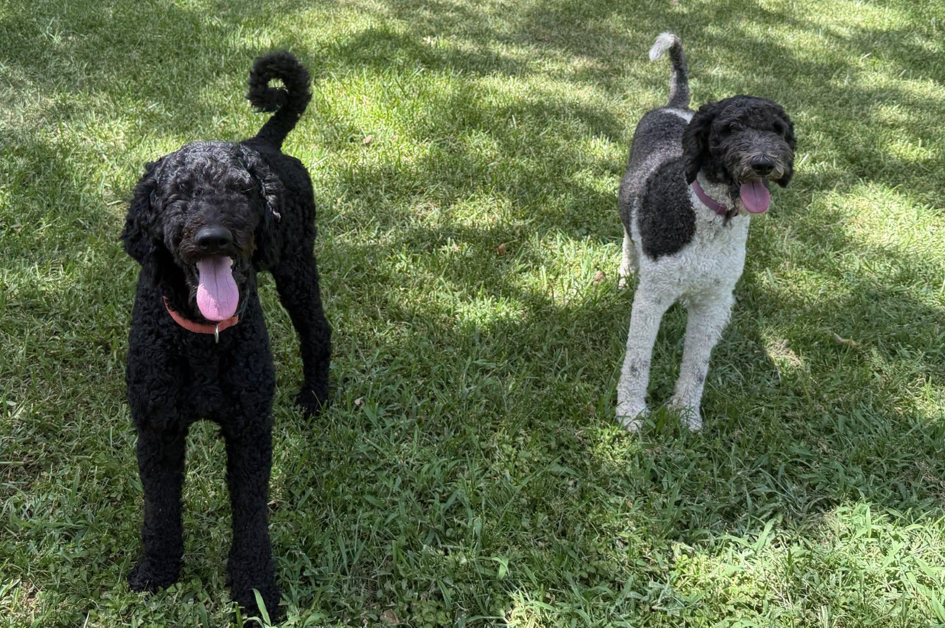 Hank and Heidi, ADOPTABLE, Adult Male Poodle.