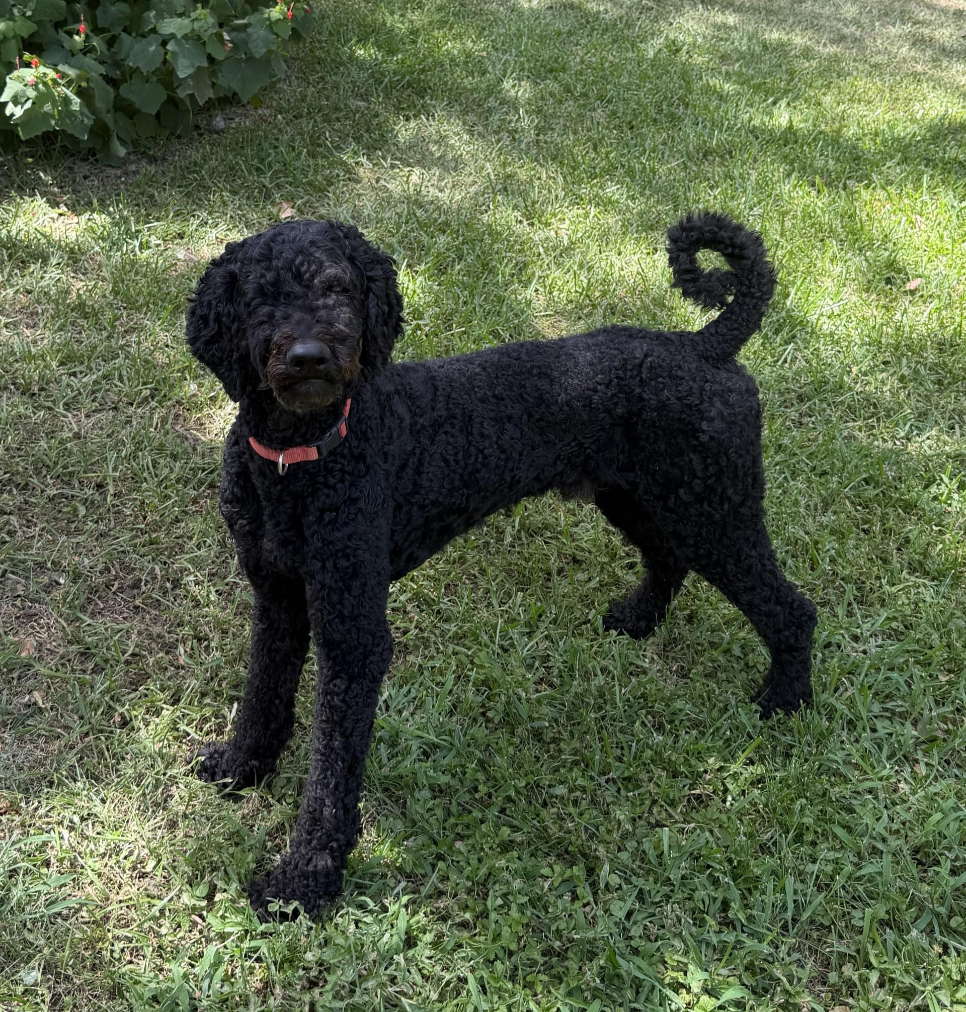 Enlarge Hank and Heidi, a ADOPTABLE Poodle in Colleyville, TX image 3/6
