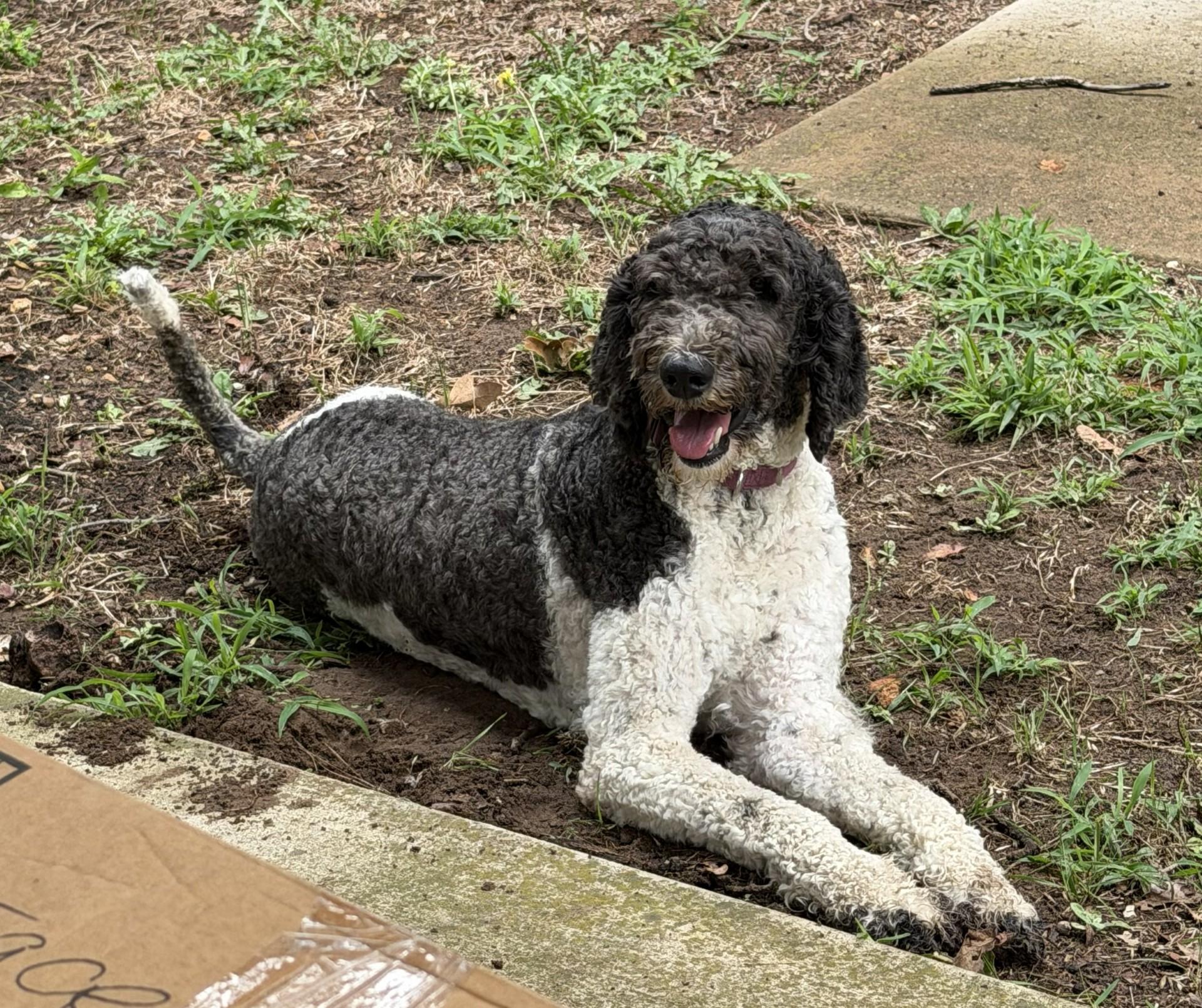Enlarge Hank and Heidi, a ADOPTABLE Poodle in Colleyville, TX image 2/6