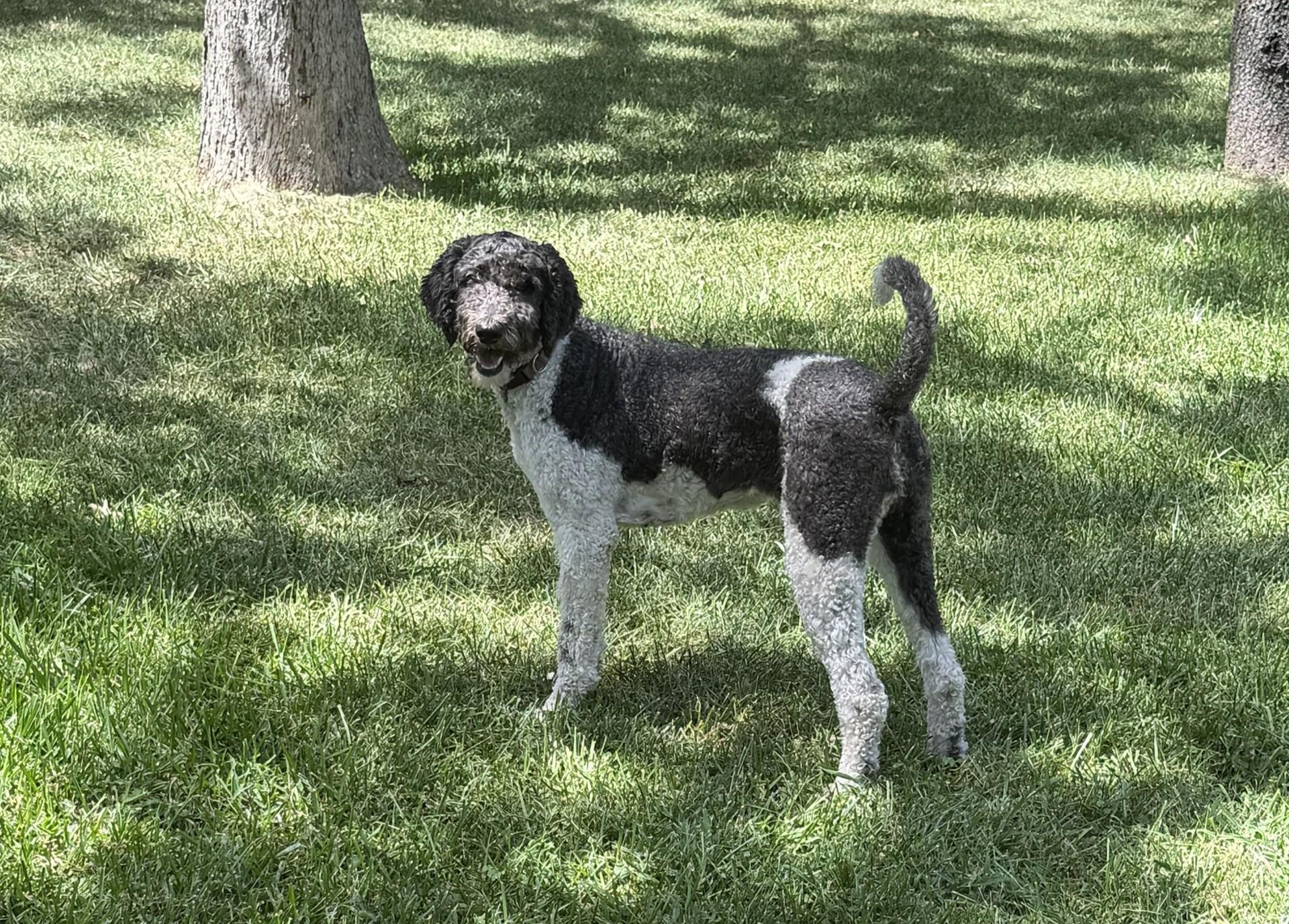 Enlarge Hank and Heidi, a ADOPTABLE Poodle in Colleyville, TX image 4/6