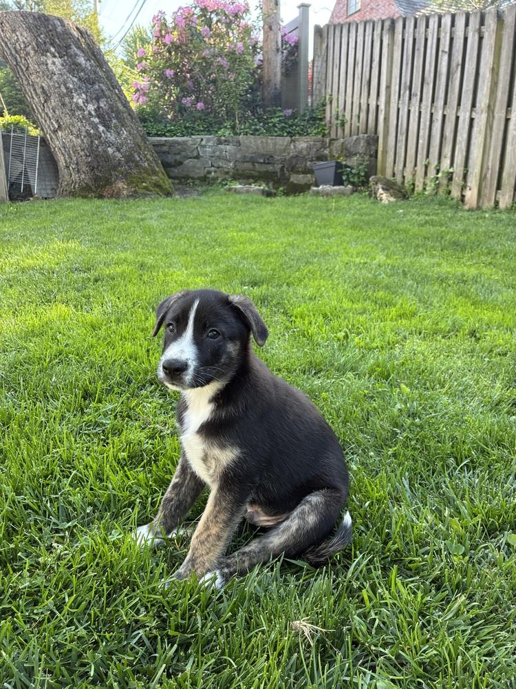 Luca, Adoptable, Puppy Male Mixed Breed.